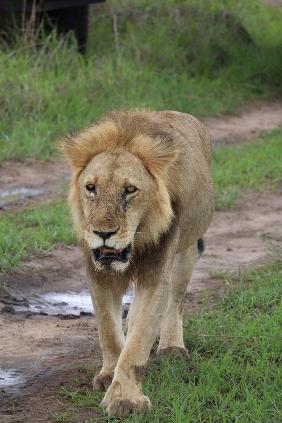 SAFARI D'UNE JOURNÉE AU PARC MIKUMI