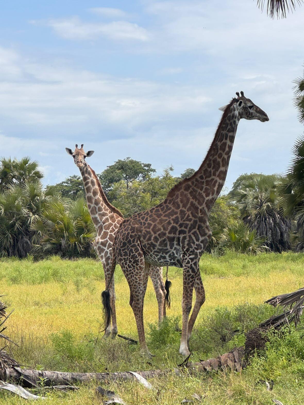 Safari dans le parc de  Selous – 2 jours / 1 nuit